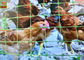 Multi - Purpose Plastic Poultry Netting, Chicken Netting, Light Weight, Green Color, 1.5M High